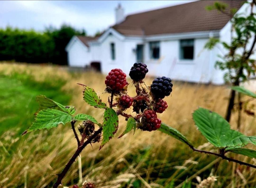 Cathleen'S Cottage Newry Esterno foto